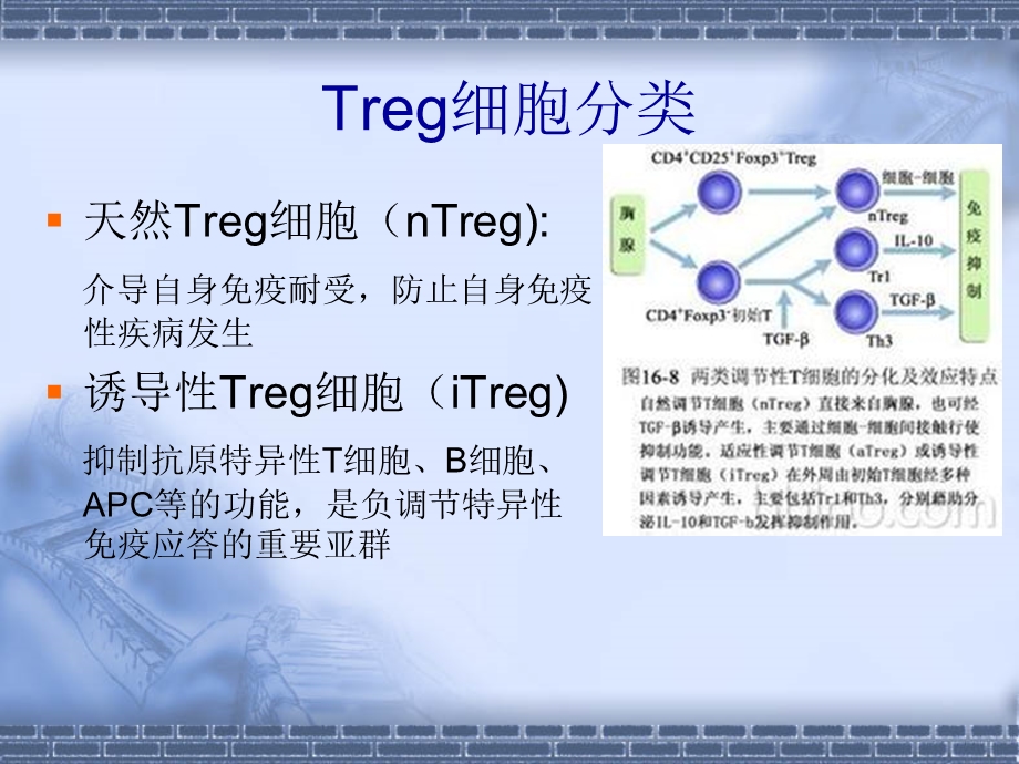 调节性T细胞与肿瘤.ppt_第3页