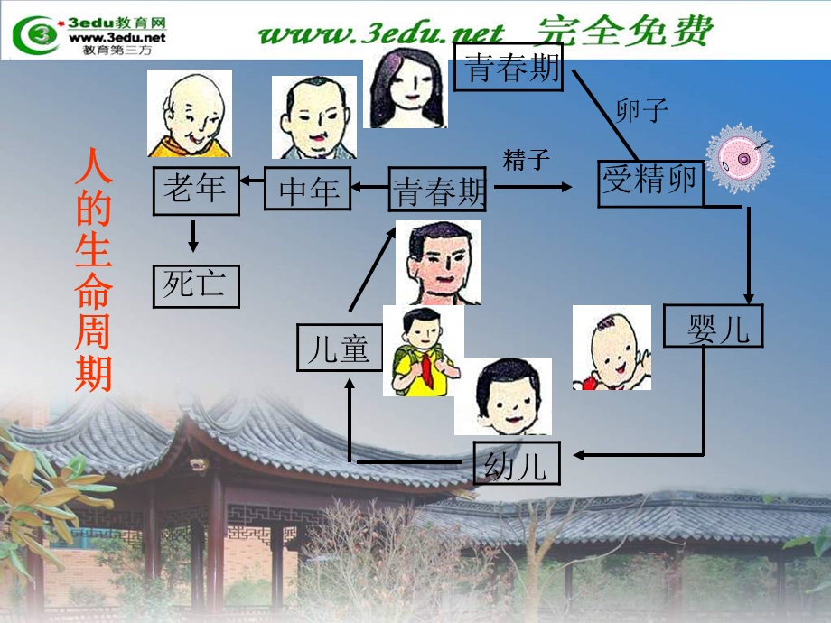 高二生物细胞分化.ppt_第3页