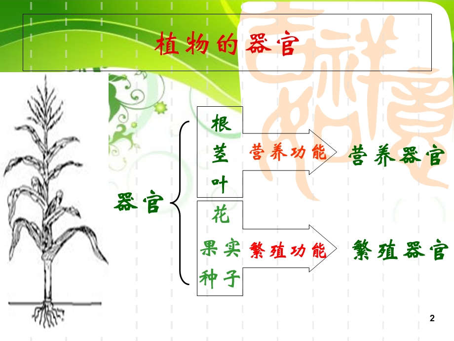 根的形态结构和功能.ppt_第2页