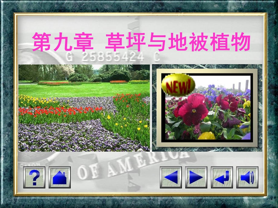 草坪与地被植物.ppt_第1页