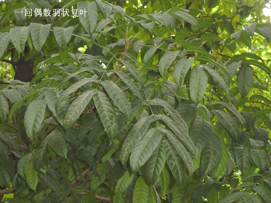 被子植物22楝科.ppt_第3页