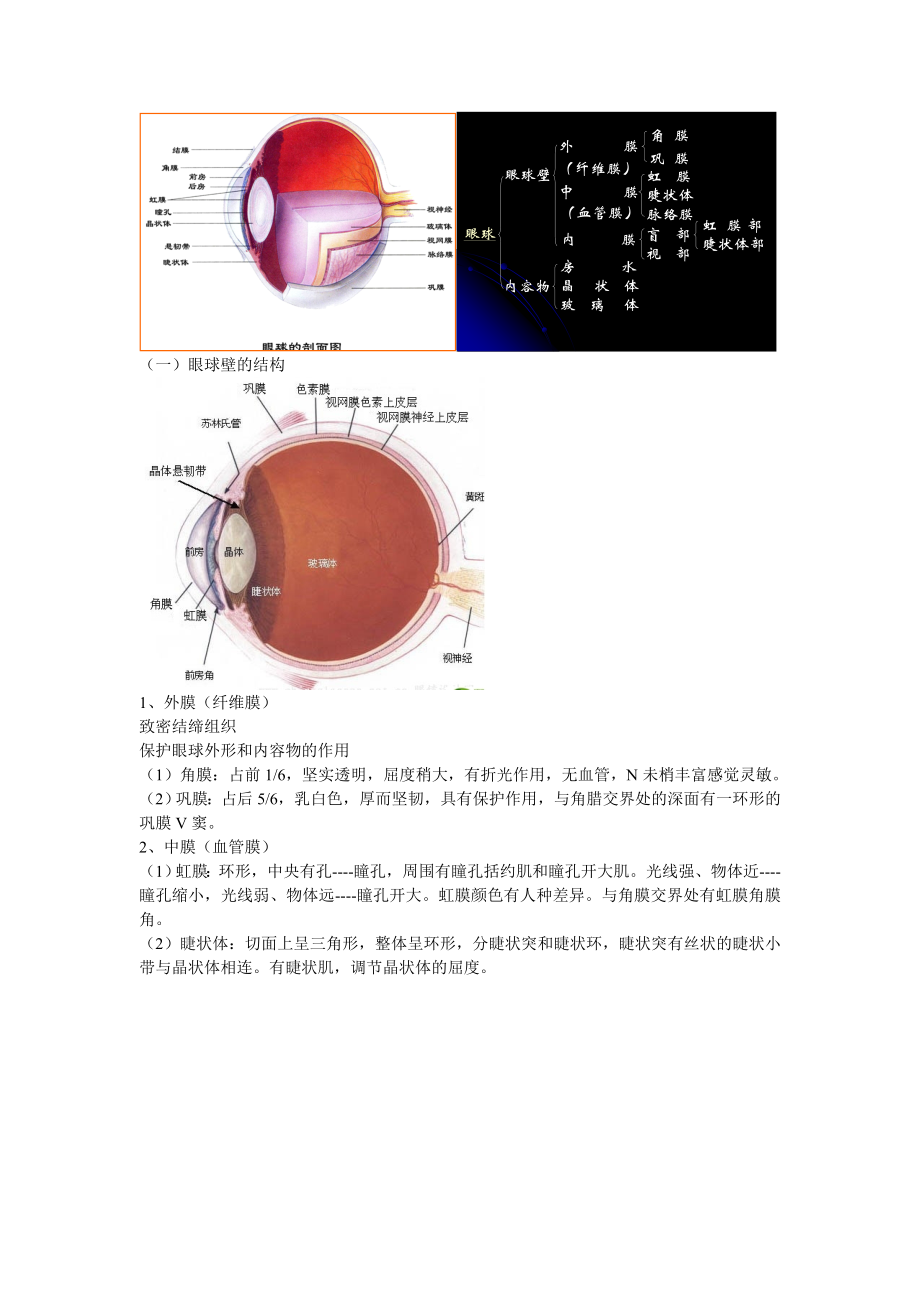 第五章感觉器官Convertor.doc_第3页