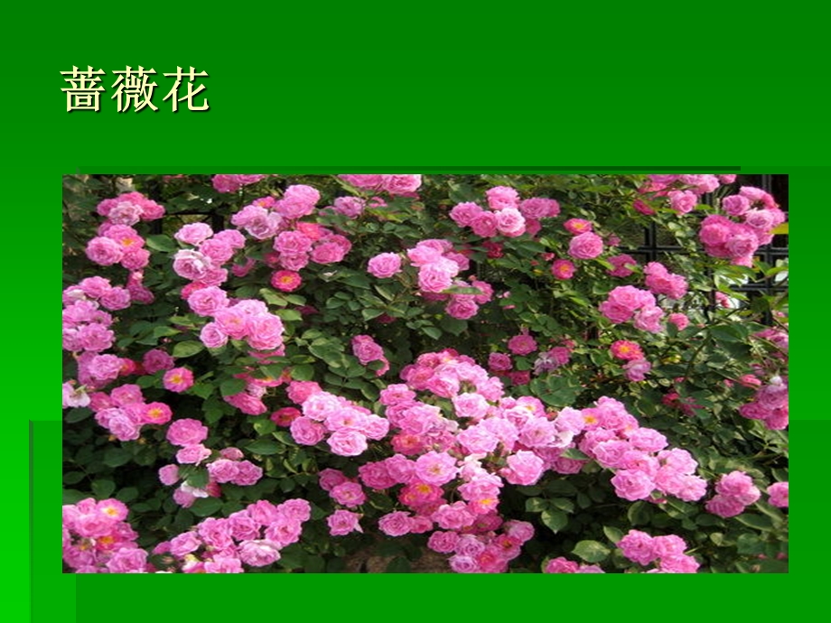 菜园小记课件花.ppt_第2页