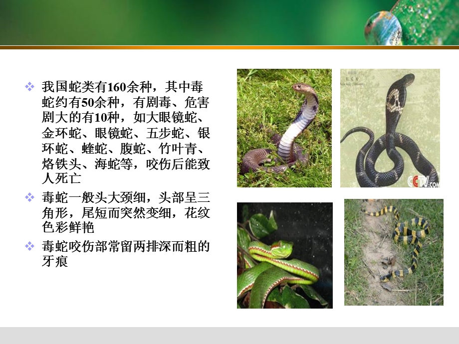 毒蛇咬伤的诊断和治疗.ppt_第3页