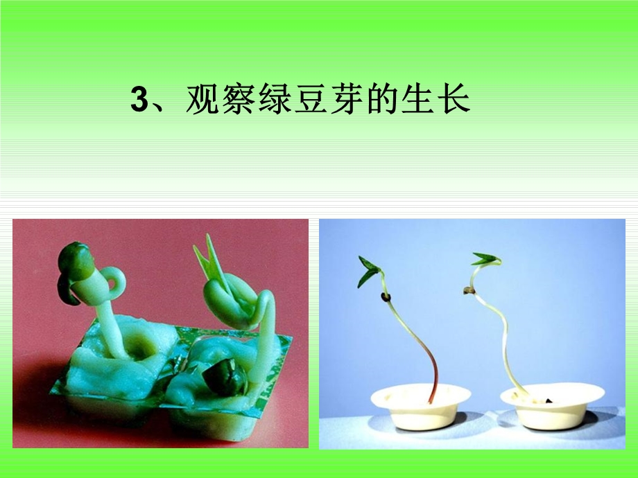 观察绿豆芽的生长(IV).ppt_第1页