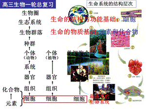 高三生物一轮总复习(细胞与化合物).ppt