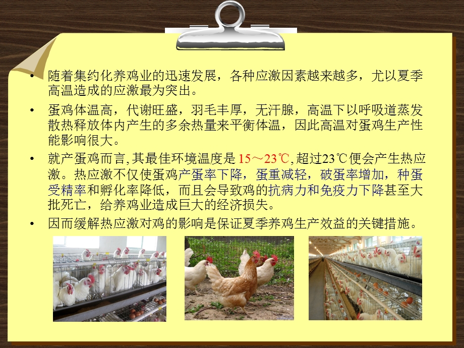 蛋鸡热应激及其营养调.ppt_第2页