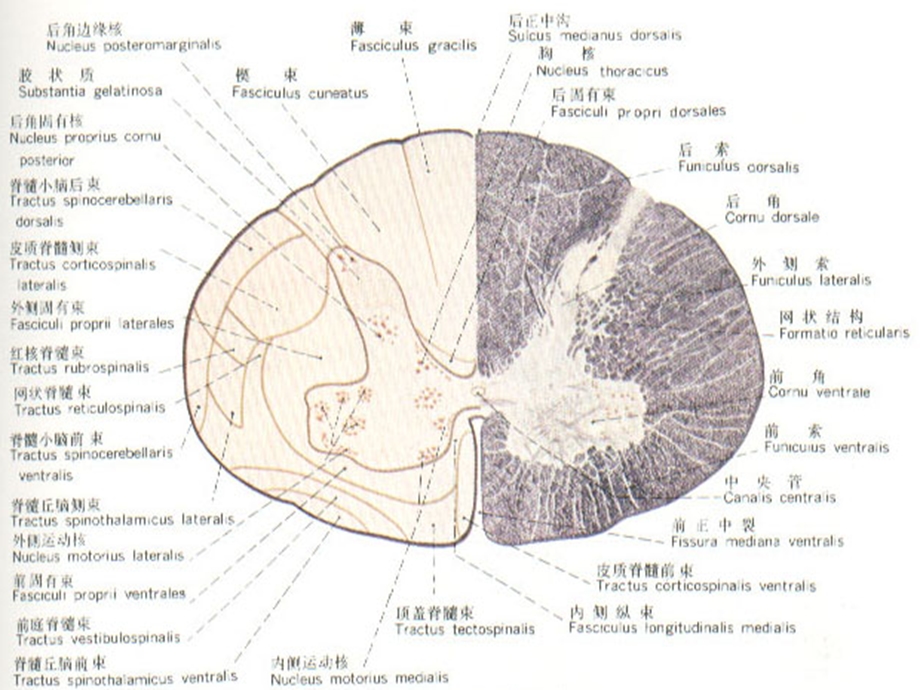 脊髓亚急性联合.ppt_第3页