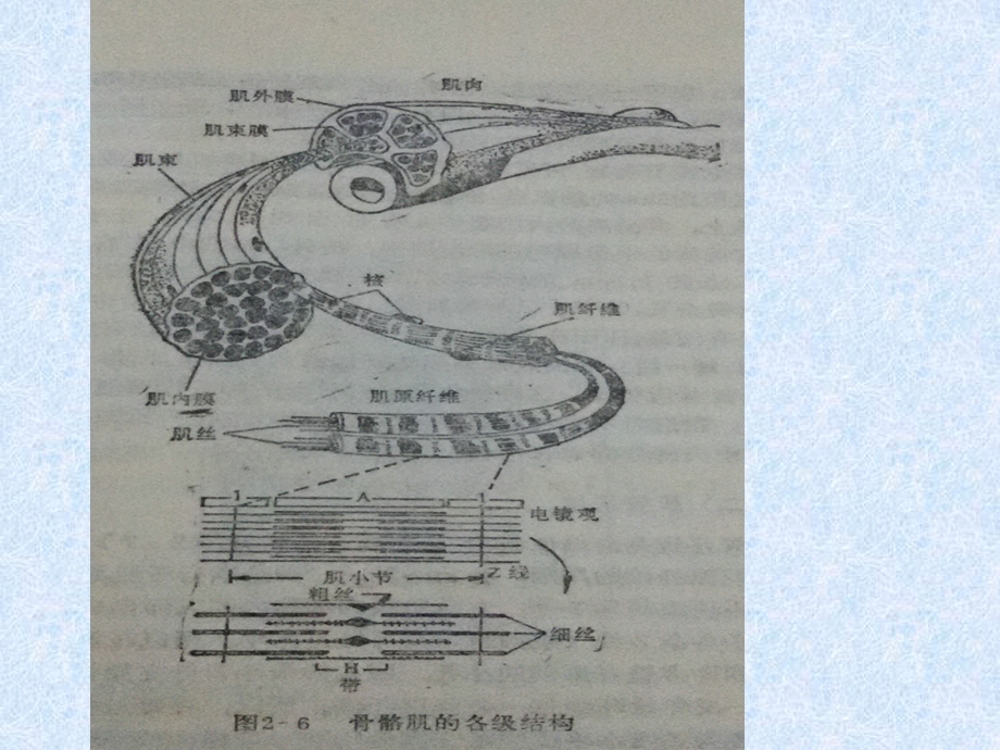 肌肉生物力学课件.ppt_第3页