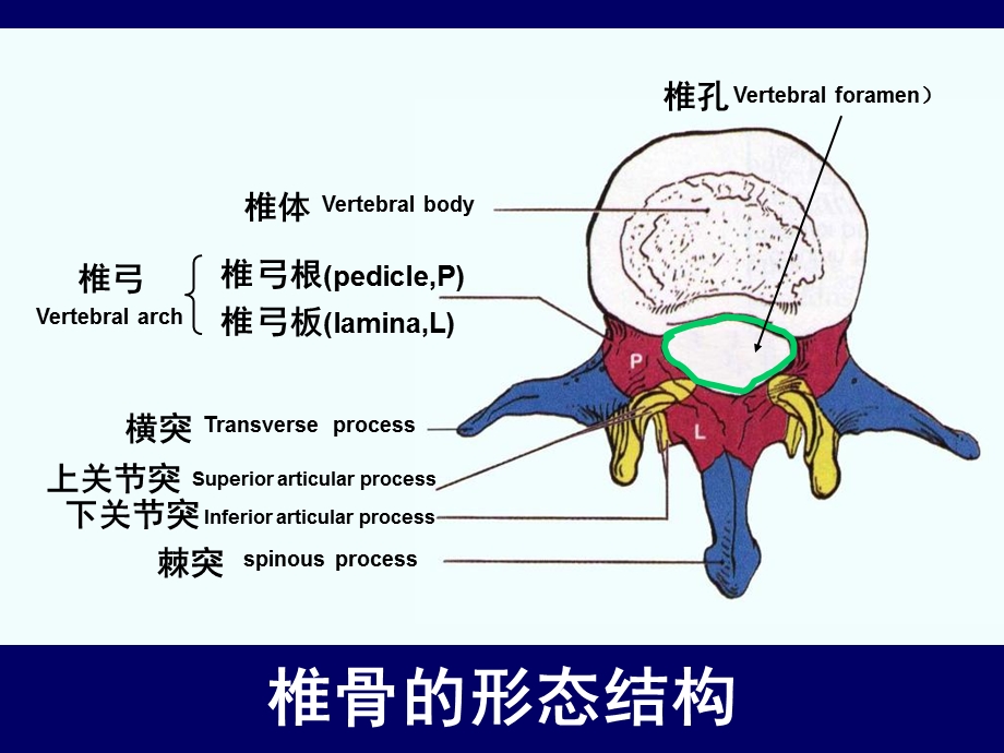 脊柱腰段的相关解剖.ppt_第3页