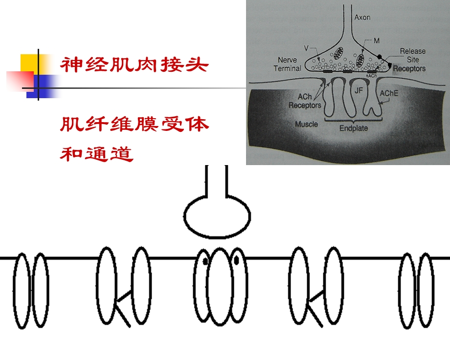 肌松药机制和应用.ppt_第2页