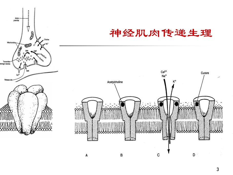 肌松药机制和应用.ppt_第3页