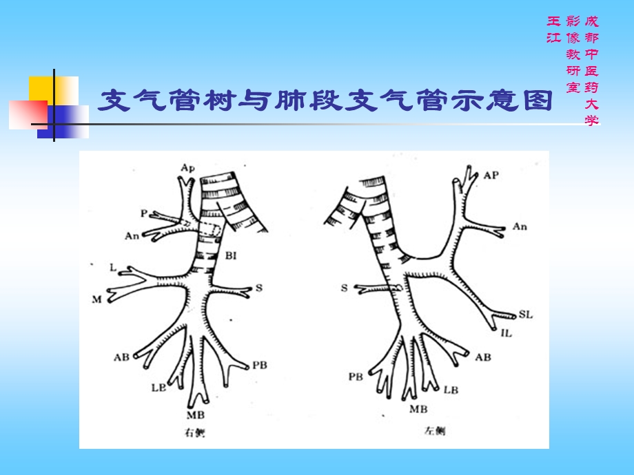 肺部CT解剖结构.ppt_第3页