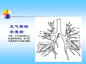 肺部CT解剖结构.ppt