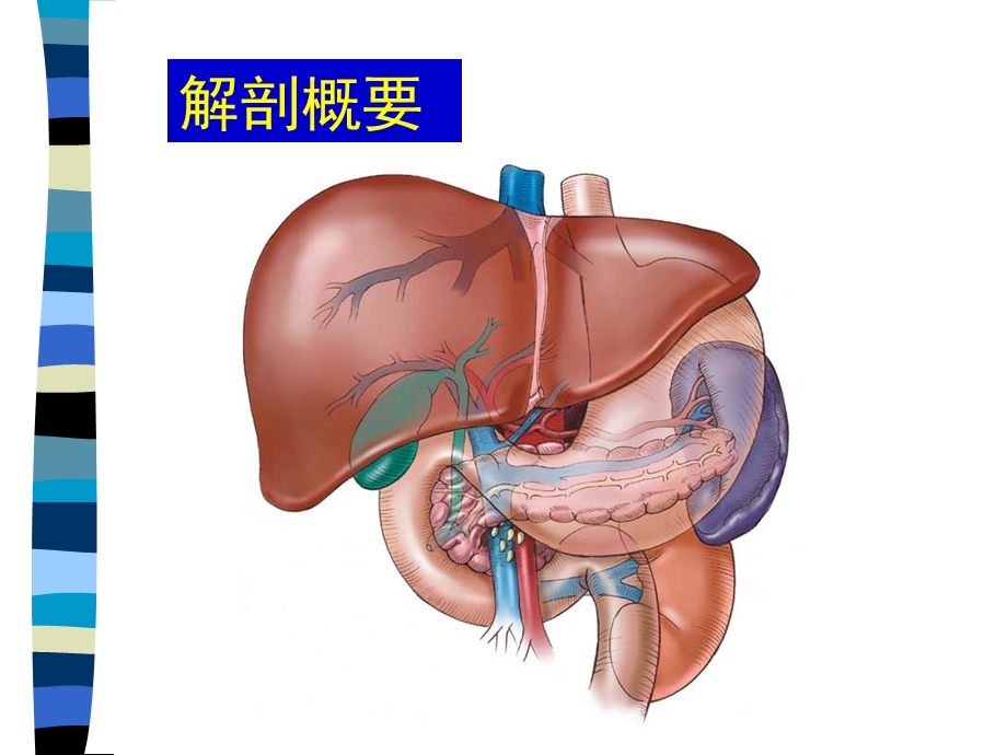 肝胆胰脾CT解剖.ppt_第3页