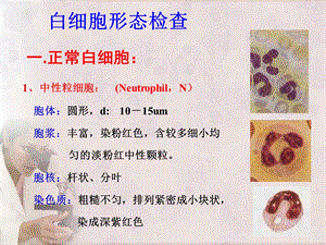 白细胞形态检查.ppt