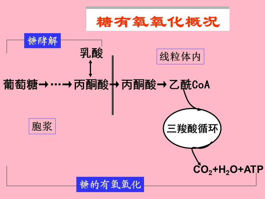 糖的有氧氧化.ppt_第3页