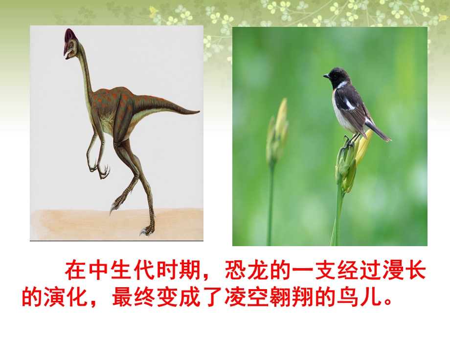 飞向蓝天的恐龙课件(I).ppt_第2页