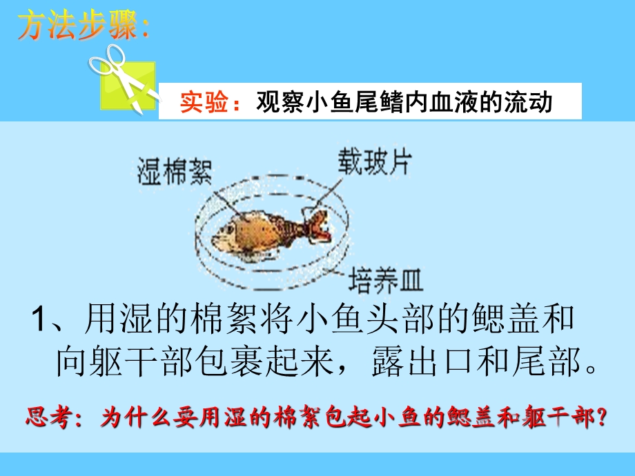 观察小鱼尾鳍内血液.ppt_第3页