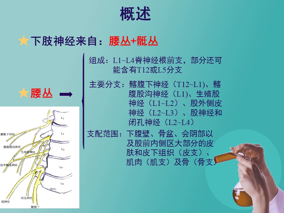 超声定位的下肢神经阻滞.ppt_第3页