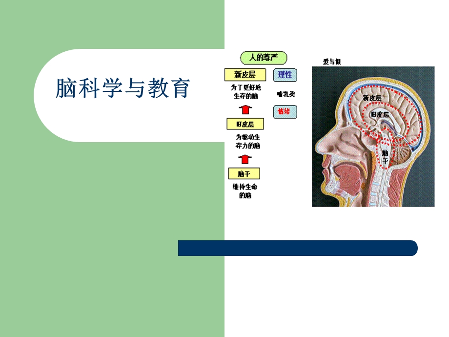 脑科学与教育课件.ppt_第1页