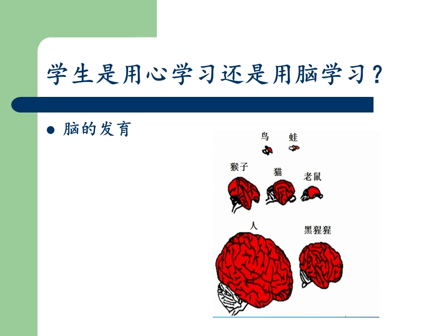 脑科学与教育课件.ppt_第3页