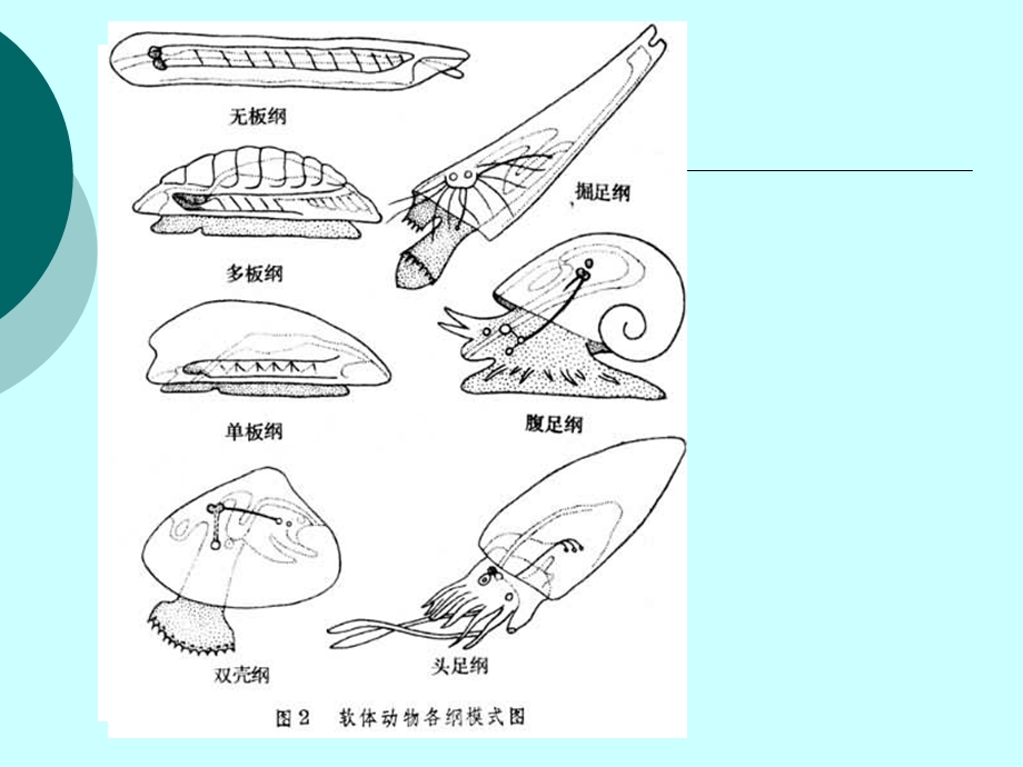 贝类形态结构与分类.ppt_第2页