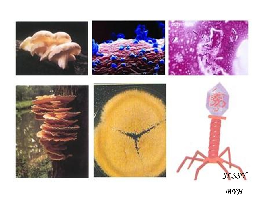 超详细分解纤维素的微生物的分离.ppt_第1页