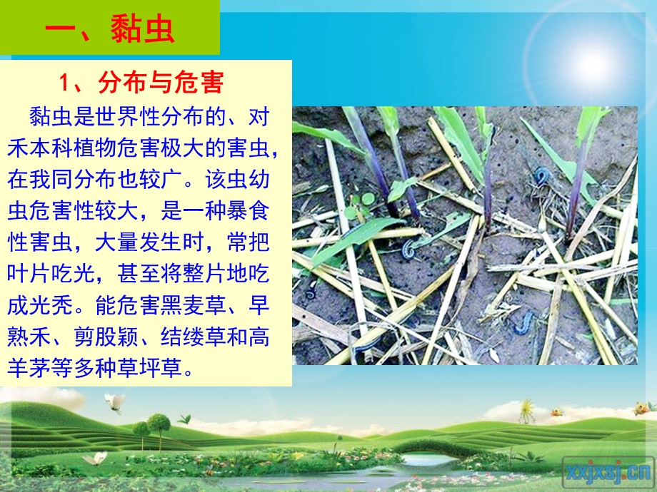 草坪主要害虫及防治.ppt_第2页