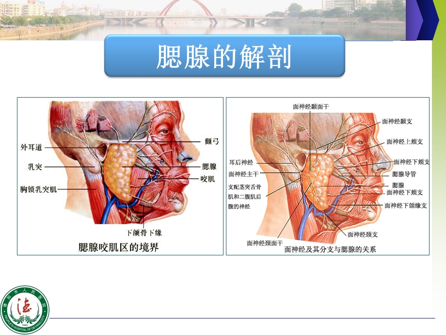 腮腺手术中耳大神经和面神经总干解剖经验分享.ppt_第3页