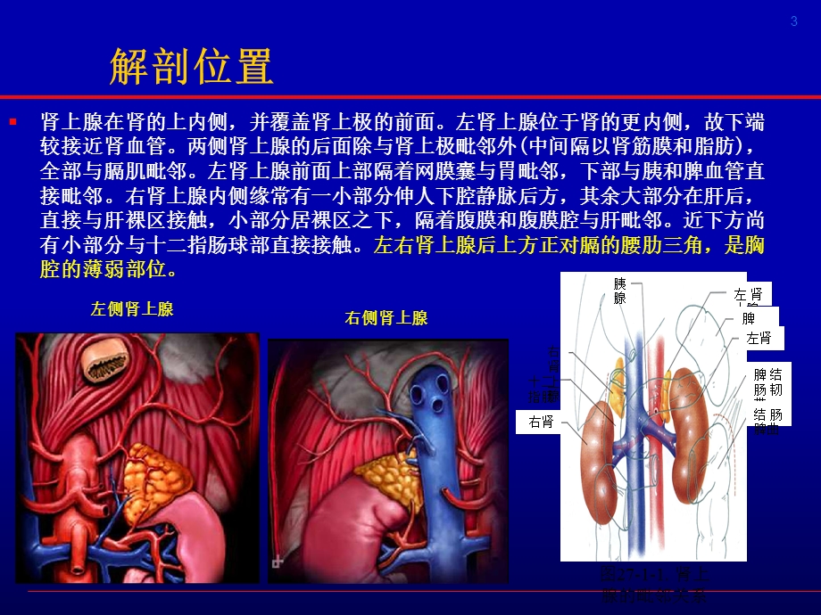 腹腔镜肾上腺切除.ppt_第3页