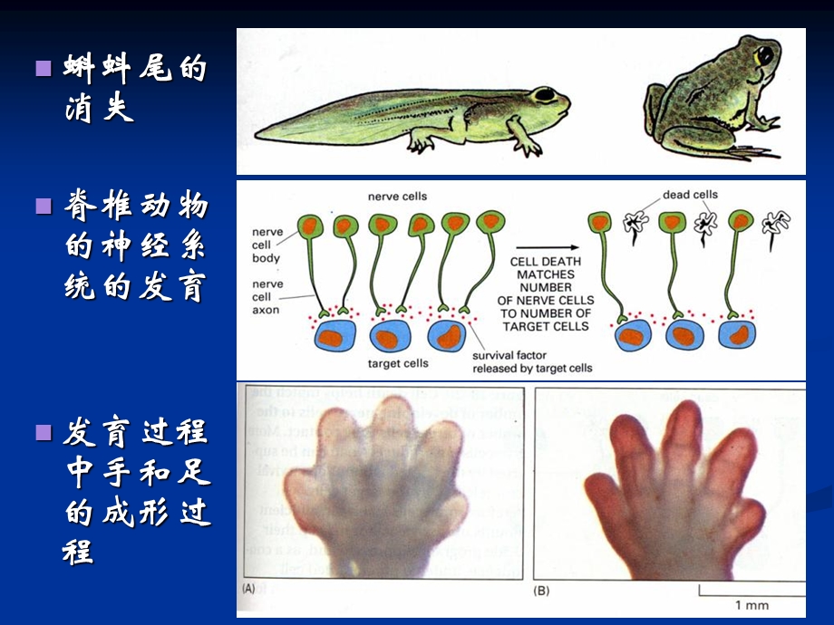 程序性细胞死亡.ppt_第2页