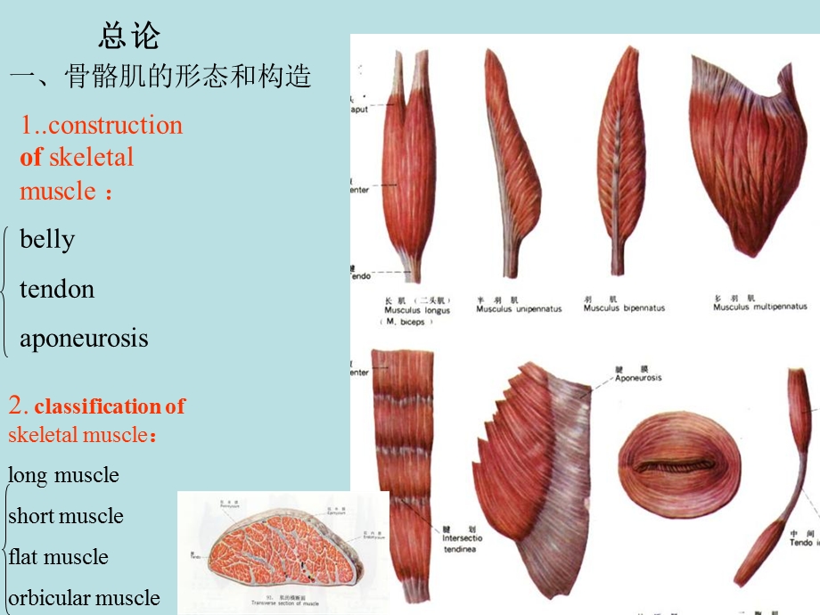 肌学总论、头颈肌、躯干肌.ppt_第3页