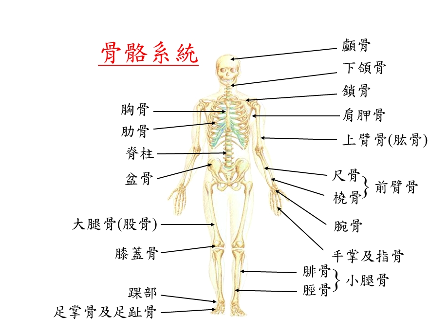 骨折急救(课件).ppt_第2页