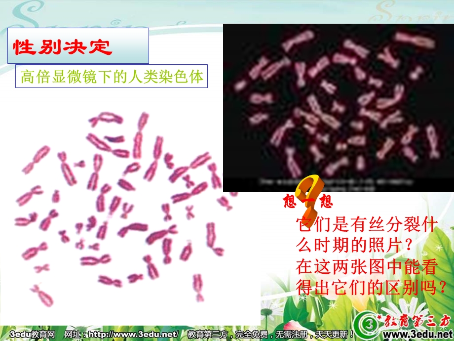 高一生物性染色体与伴性遗传.ppt_第3页