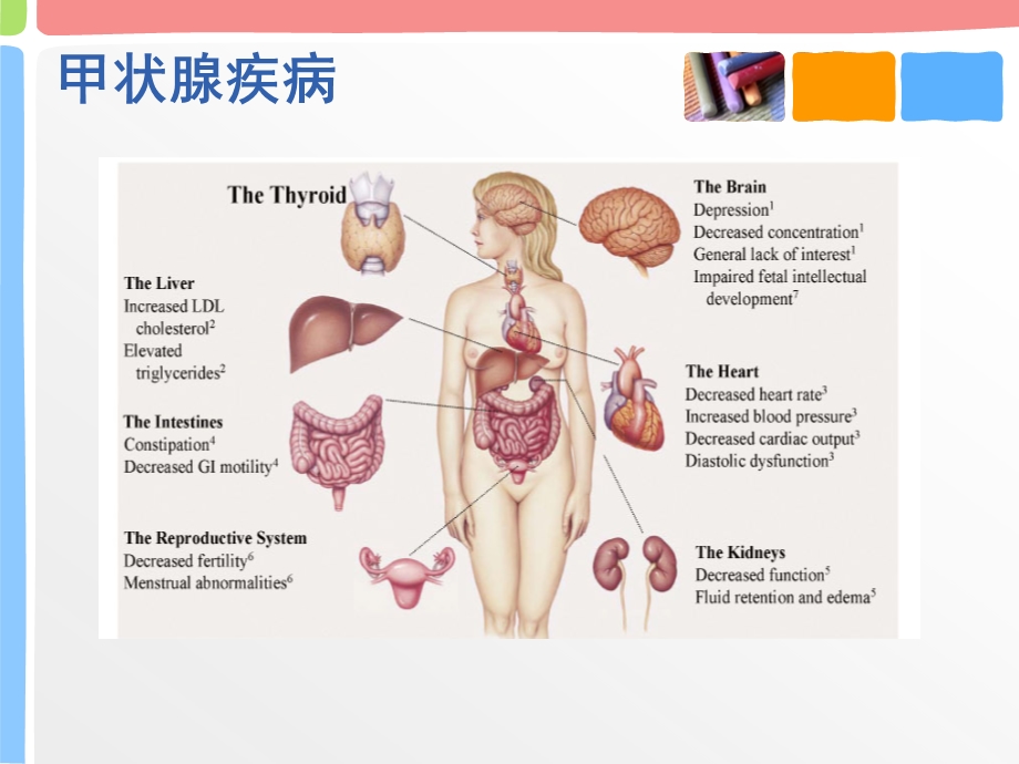 医学ppt妊娠期甲状腺筛查.ppt_第3页