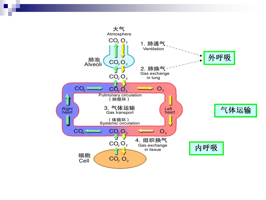 肺功能不全黄佳.ppt_第2页