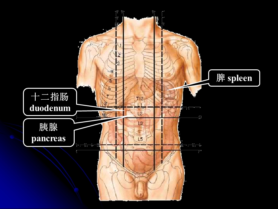 部分胰腺十二指肠.ppt_第2页