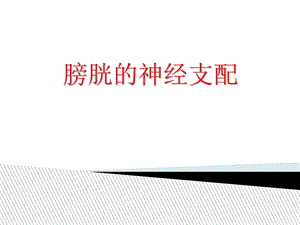 膀胱的神经支配.ppt