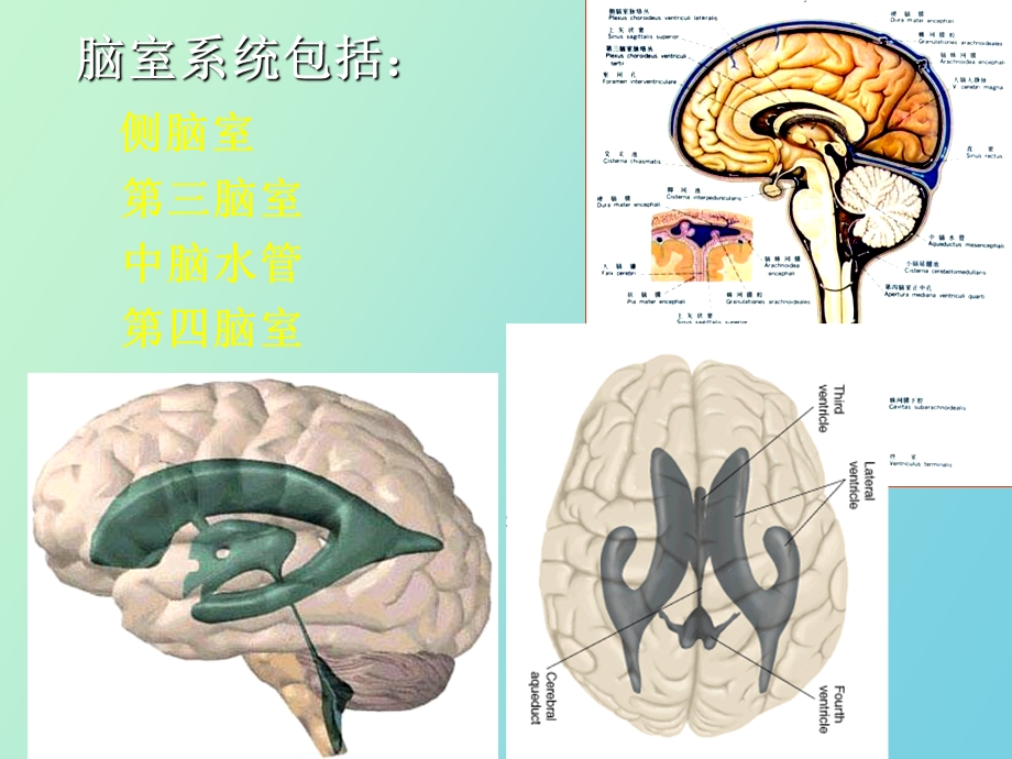 脑室断层解剖.ppt_第2页