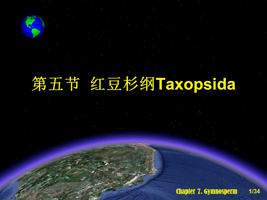 红豆杉纲Taxopsida.ppt_第1页