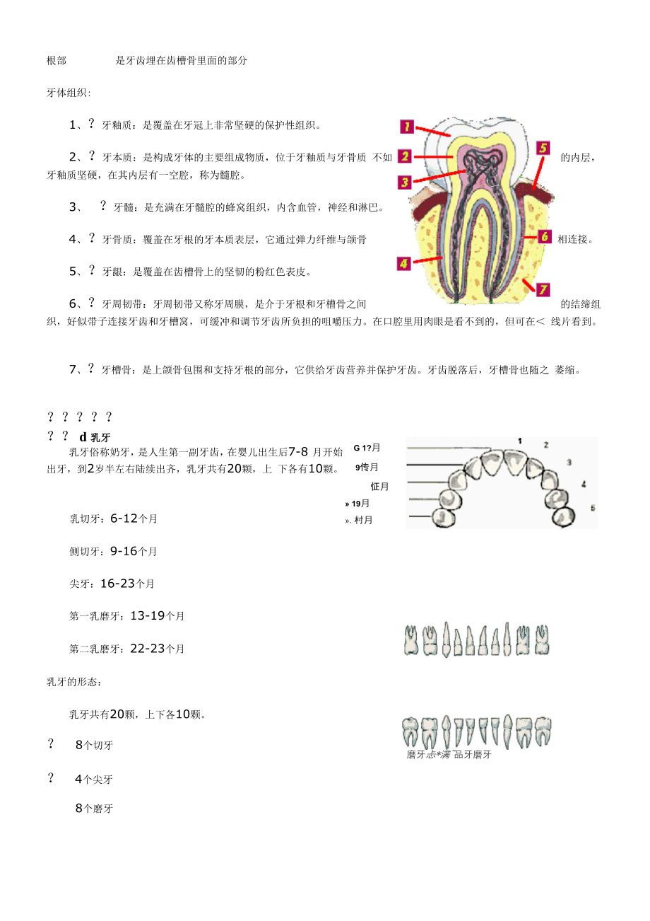 口腔基本结构.docx_第2页