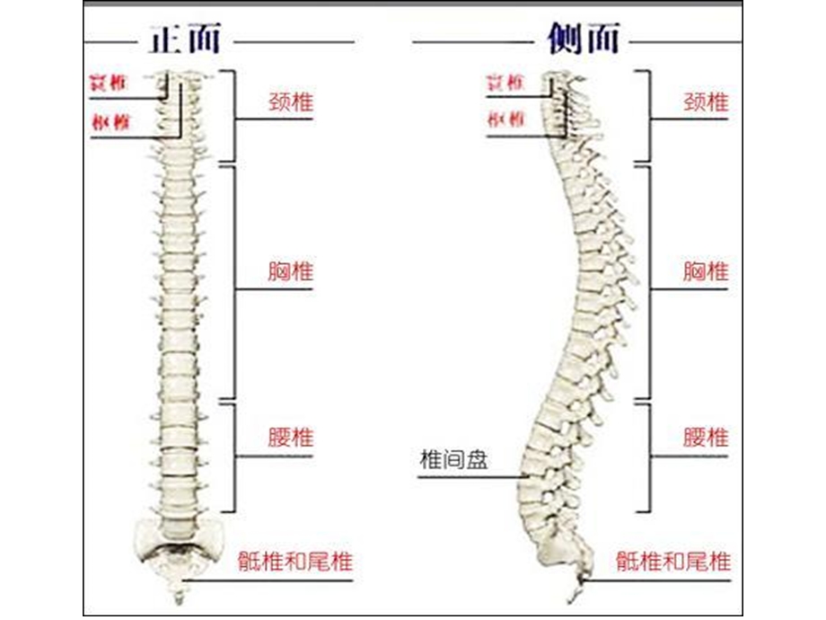 防治脊柱相关疾病.ppt_第2页