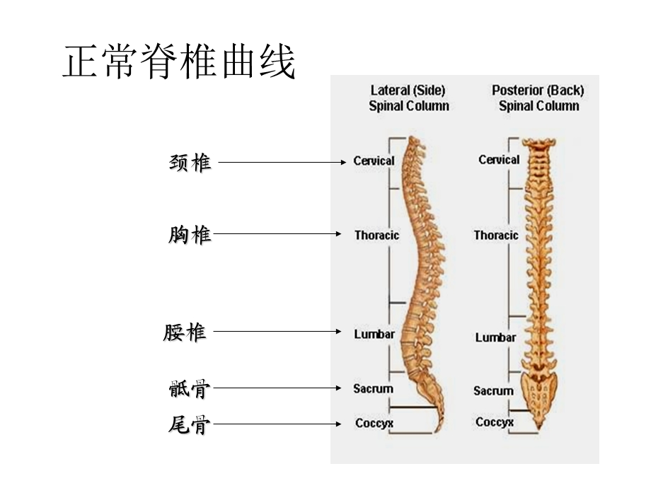 防治脊柱相关疾病.ppt_第3页