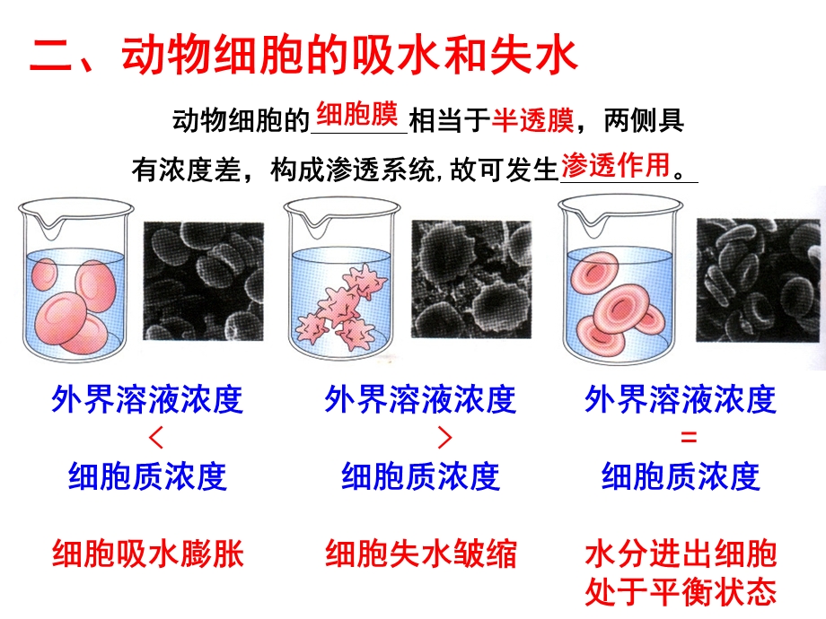 高三复习-物质跨膜运输的实例(上课用).ppt_第3页