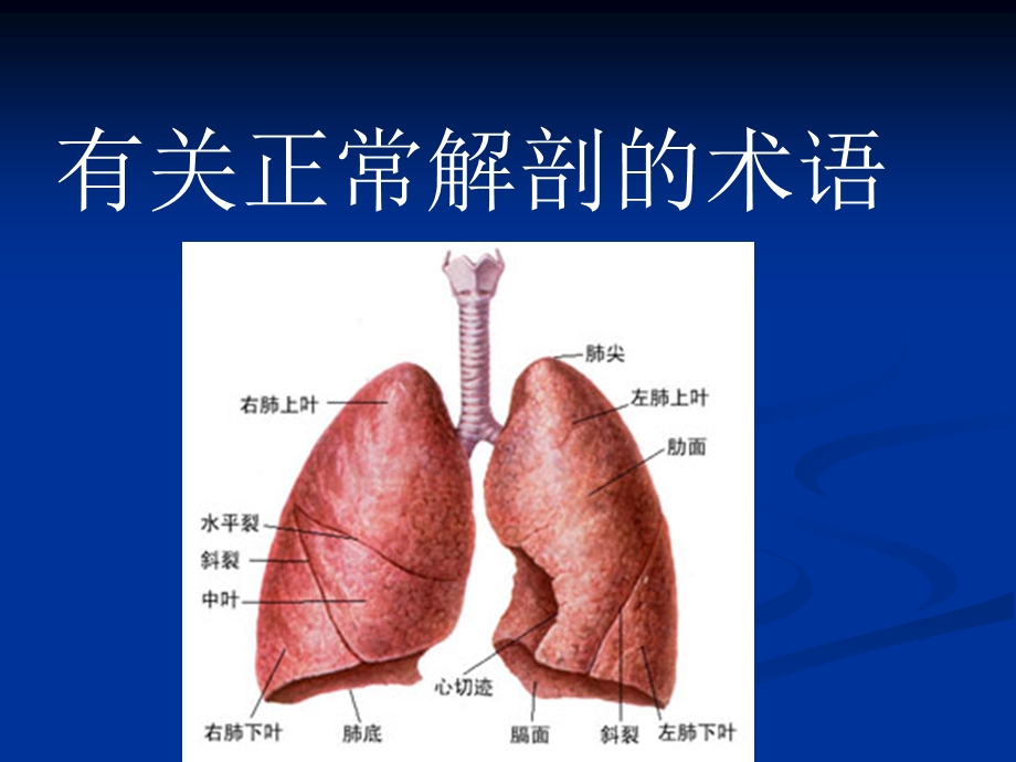 肺部CT影像征象图解.ppt_第2页