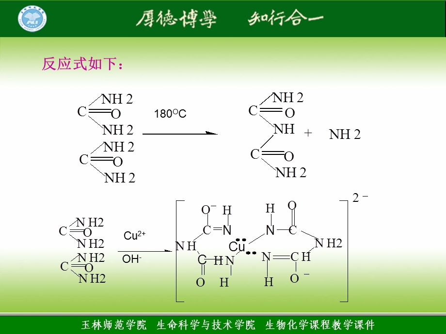 蛋白质的颜色反应.ppt_第3页