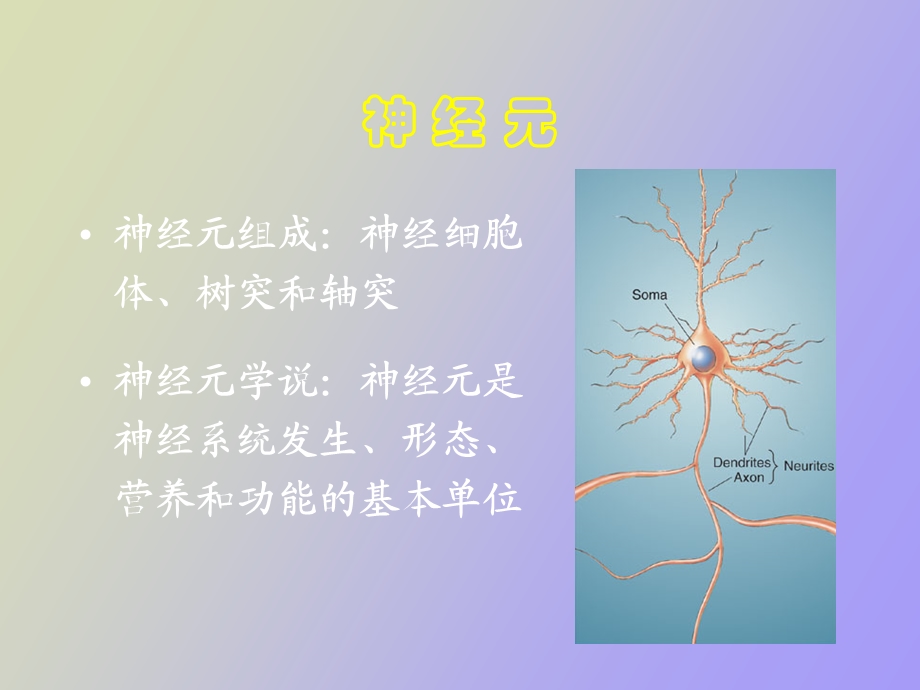 脑结构与认知.ppt_第2页