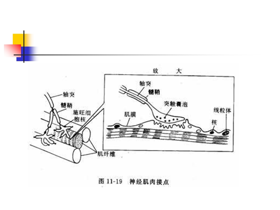 骨骼肌收缩及舒张.ppt_第3页