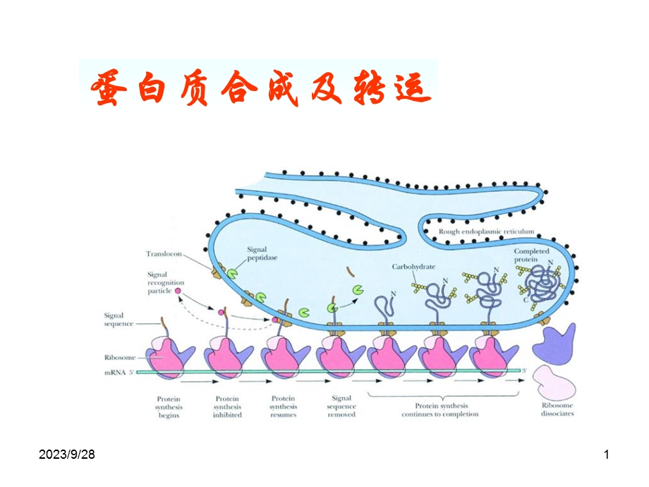 蛋白质合成及转运.ppt_第1页